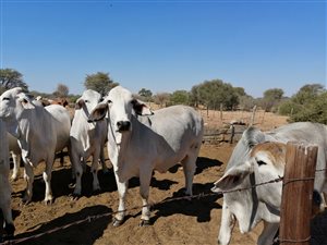 4942 ha Farm in Vryburg