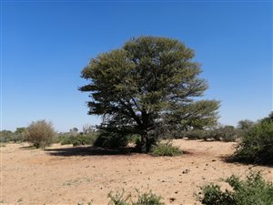 4942 ha Farm in Vryburg