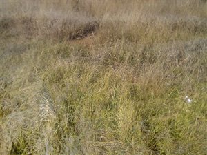 260 m² Land available in Golden Gardens
