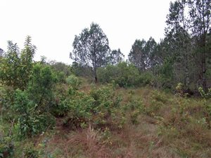 2170 m² Land available in Bathurst and Surrounds