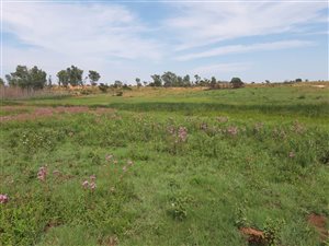 90 ha Farm in Honingnestkrans