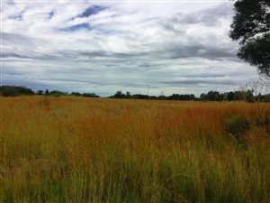 58491 ha Farm in Doornkloof