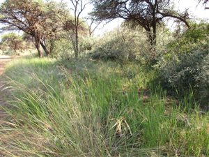 1713 ha Farm in Kuruman