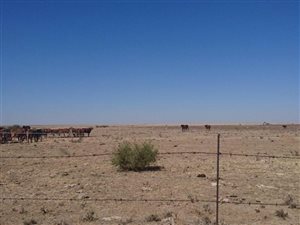 1000 ha Farm in Senekal