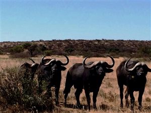 1278.3 ha Farm in Boshof