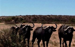 1278.3 ha Farm in Boshof
