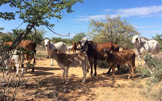 1344 ha Commercial Farm in Musina