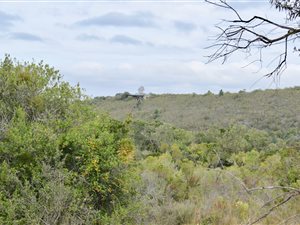 197 ha Farm in Plettenberg Bay