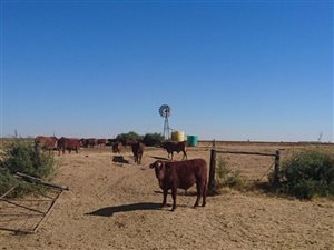 326 ha Farm in Kroonstad