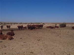 326 ha Farm in Kroonstad