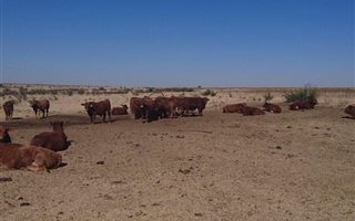 326 ha Farm in Kroonstad