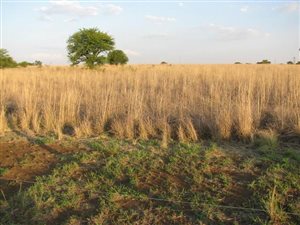 4.2 ha Land available in Boschkop
