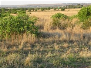 4.2 ha Land available in Boschkop
