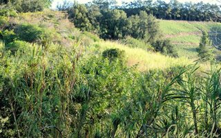 105122 ha Farm in Marina Beach
