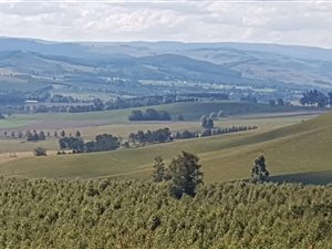 70.7 ha Farm in Dargle