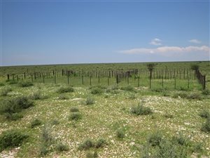 4299 ha Farm in Hopetown