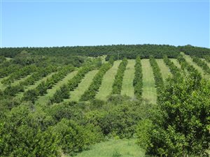 102 ha Farm in Kiepersol