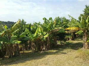 6 ha Farm in Umzumbe