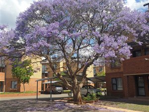 2 Bed Apartment in Olympus AH