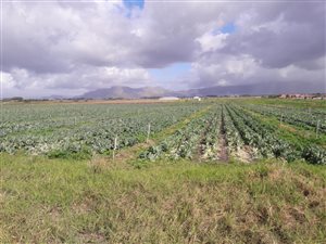 4.2 ha Farm in Schaap Kraal
