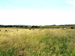 35 m² Farm in Modimolle