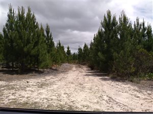 270 ha Farm in Albertinia