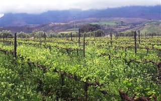 9 ha Farm in Dal Josafat