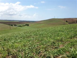 38 ha Farm in Ballito