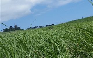 2.9 ha Farm in Ballito