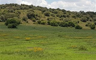 542 ha Farm in Theunissen