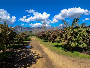 11 ha Farm in Northern Paarl