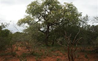 1 ha Land available in Raptors View Wildlife Estate