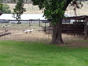 8 ha Farm in Ermelo