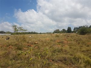 4.3 ha Land available in Bashewa