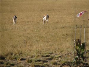 21 ha Farm in Mookgophong (Naboomspruit)