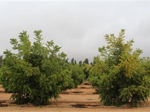 70 ha Farm in Vredendal