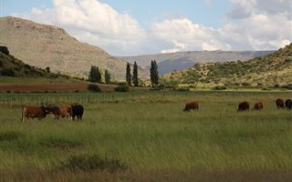 931 ha Farm in Aliwal North