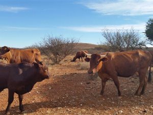 2187 ha Farm in Upington