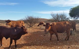 2187 ha Farm in Upington