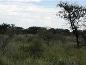 282 ha Farm in Mookgophong (Naboomspruit)