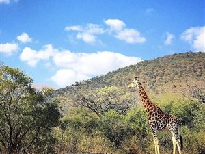 9797 m² Land available in Barberton