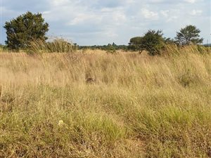 8.7 ha Land available in Grootvlei AH