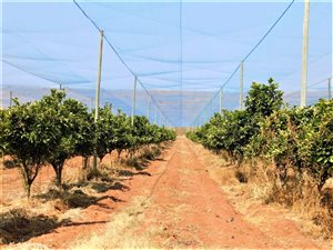 69.8 ha Farm in Modimole (Nylstroom)