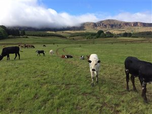 404 ha Farm in Mooi River