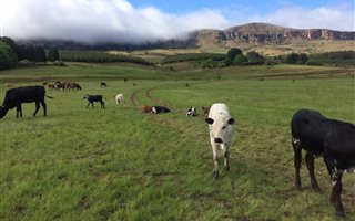 404 ha Farm in Mooi River