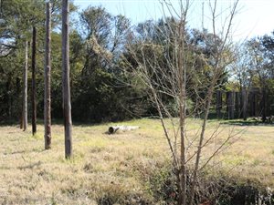 1662 m² Land available in Rothdene