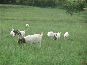 26 ha Farm in Estcourt