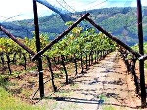 9.4 ha Farm in Modimole (Nylstroom)