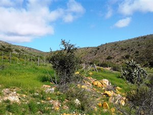 15.6 ha Farm in Oudtshoorn