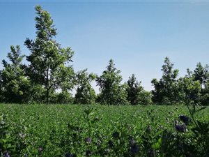 150 ha Farm in Upington
